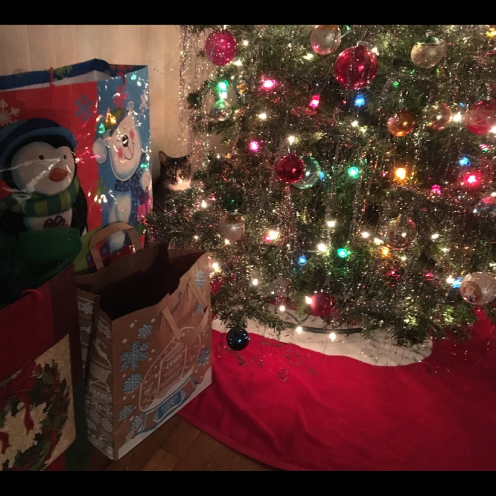 Meet your Posher, Dana